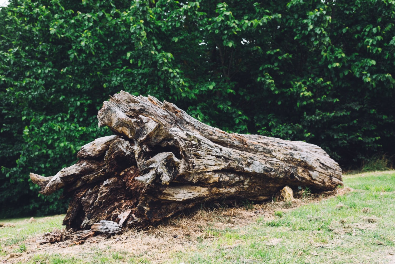 Professional Tree Stump Grinding Services in Greensboro, NC